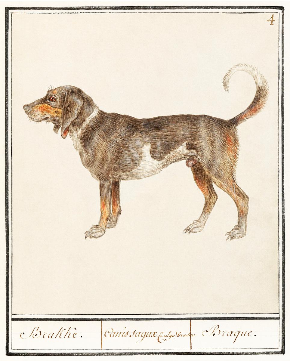 Beagle or Braque in vintage style | Free public domain illustration Beagle or Braque, Canis lupus familiaris (1596–1610) by Anselmus Boëtius de Boodt. Original from the Rijksmuseum.…