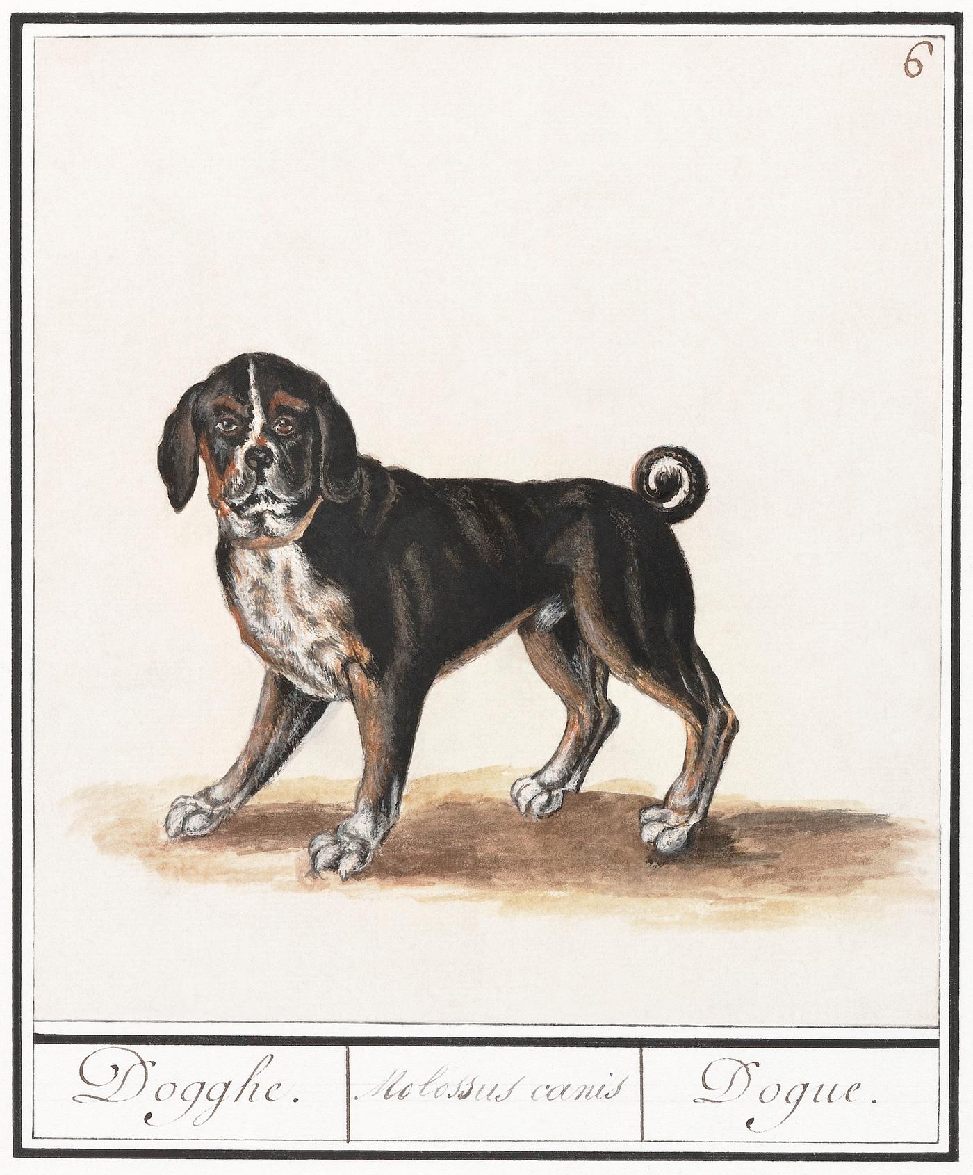 Dog, Canis lupus familiaris (1596–1610) by Anselmus Boëtius de Boodt. Original from the Rijksmuseum. Digitally... Dog, Canis lupus familiaris (1596–1610) by Anselmus Boëtius de Boodt. Original from the Rijksmuseum. Digitally...
