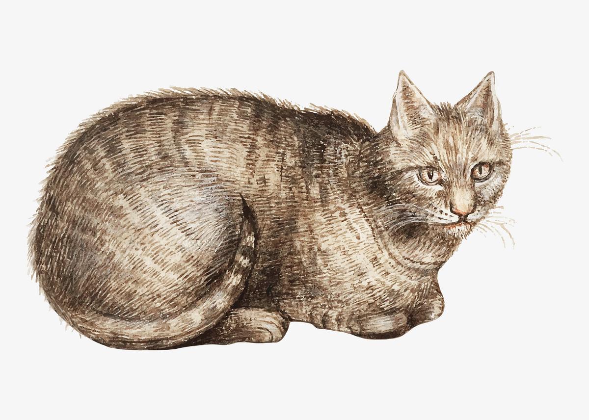 Vintage Cat Royalty Free Stock Illustrations Rawpixel Vintage Cat Royalty Free Stock Illustrations Rawpixel