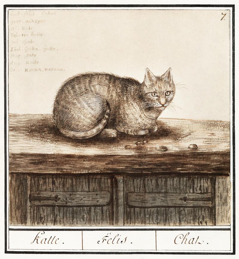 Cat in vintage style Cat, felis catus (1596–1610) by Anselmus Boëtius de Boodt. Original from the Rijksmuseum. Digitally enhanced by…
