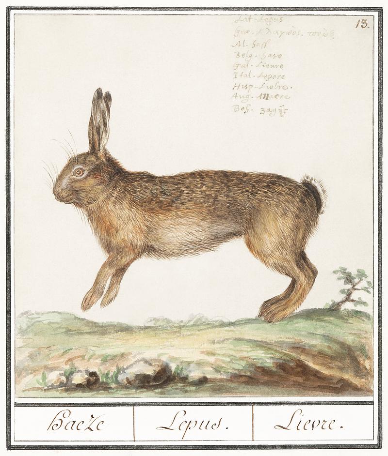 Hare in vintage style Hare, Lepus europaeus (1596–1610) by Anselmus Boëtius de Boodt. Original from the Rijksmuseum. Digitally enhanced…