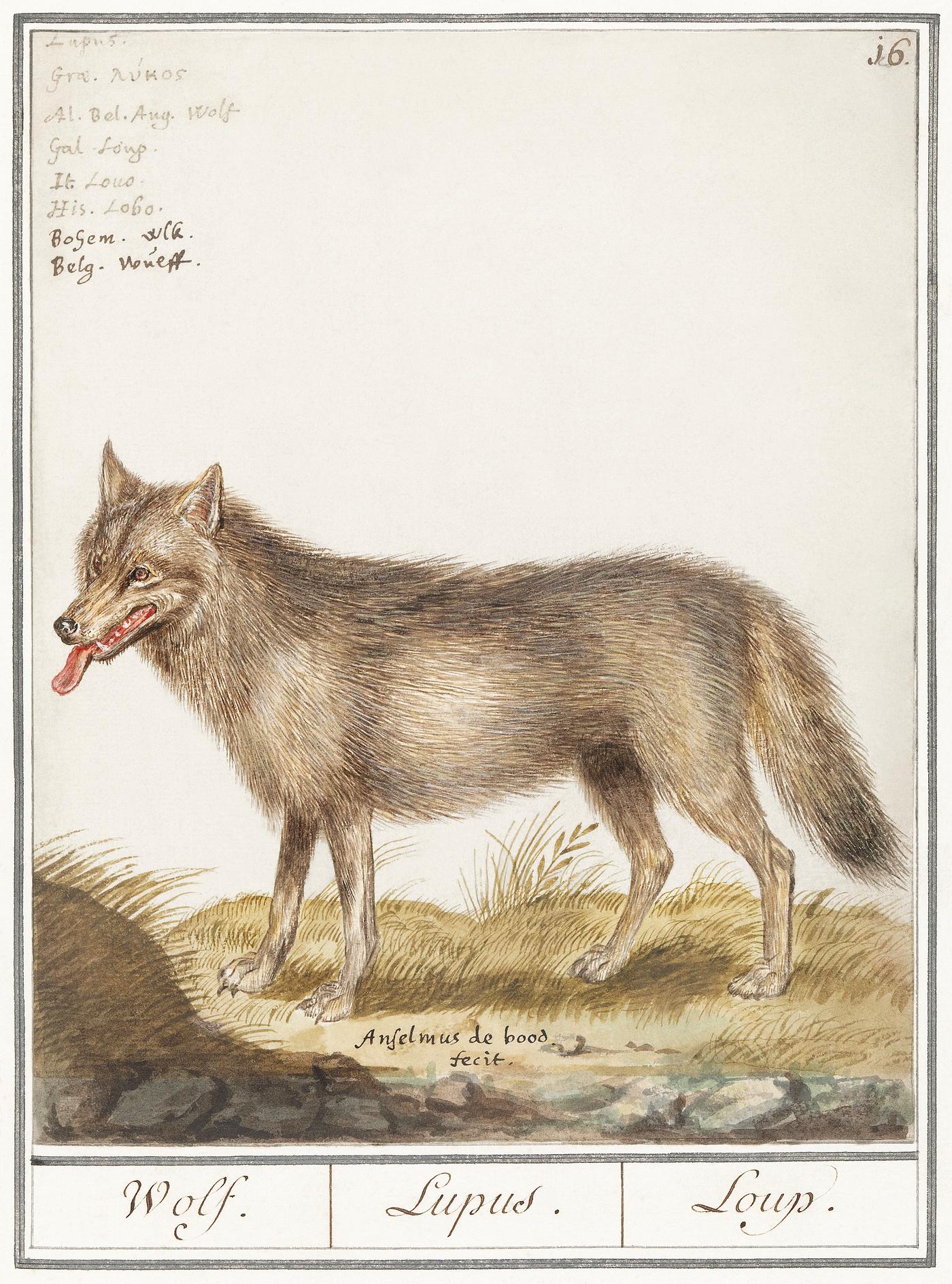 Wolf, Canis lupus (1596–1610) by Anselmus Boëtius de Boodt. Original from the Rijksmuseum. Digitally enhanced by... Wolf, Canis lupus (1596–1610) by Anselmus Boëtius de Boodt. Original from the Rijksmuseum. Digitally enhanced by...