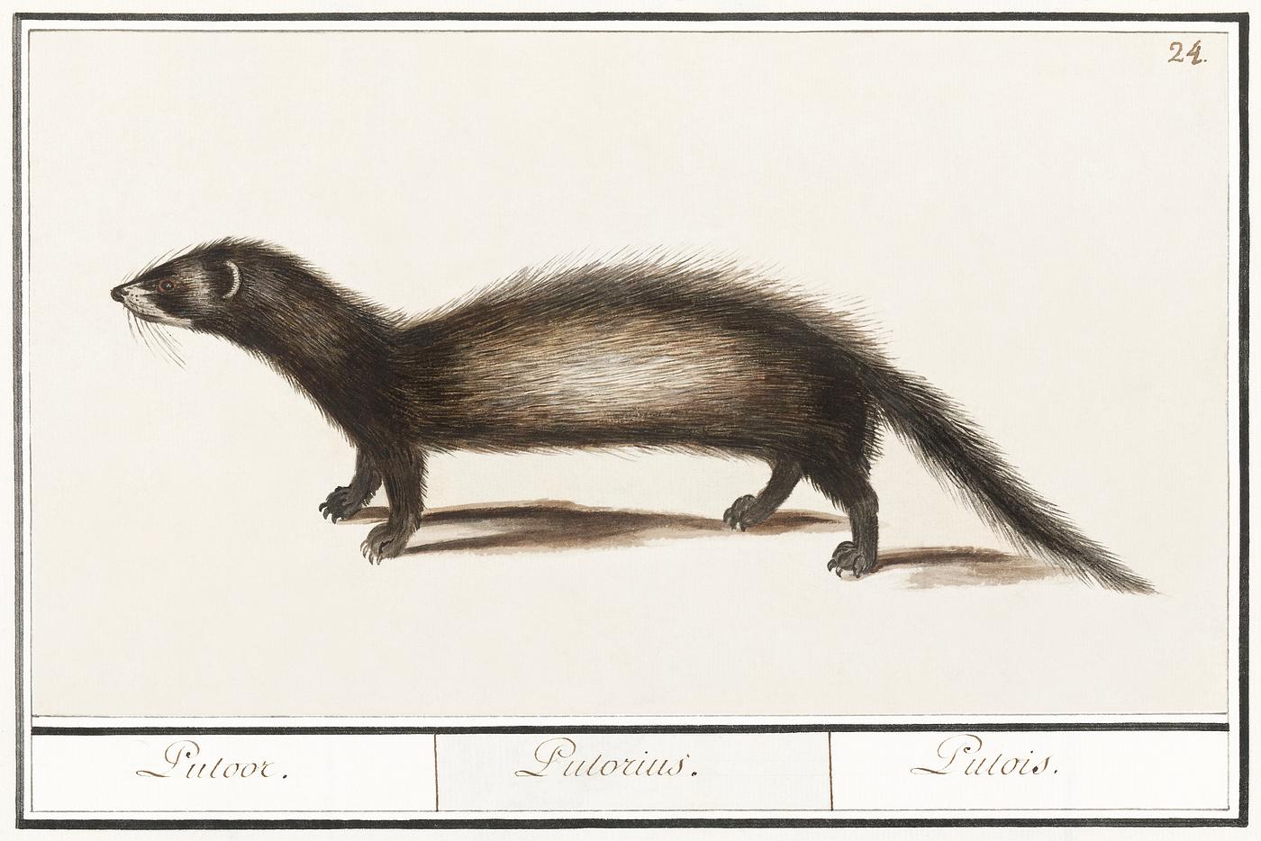 Polecat, Mustela putorius (1596–1610) by Anselmus Boëtius de Boodt. Original from the Rijksmuseum. Digitally... Polecat, Mustela putorius (1596–1610) by Anselmus Boëtius de Boodt. Original from the Rijksmuseum. Digitally...