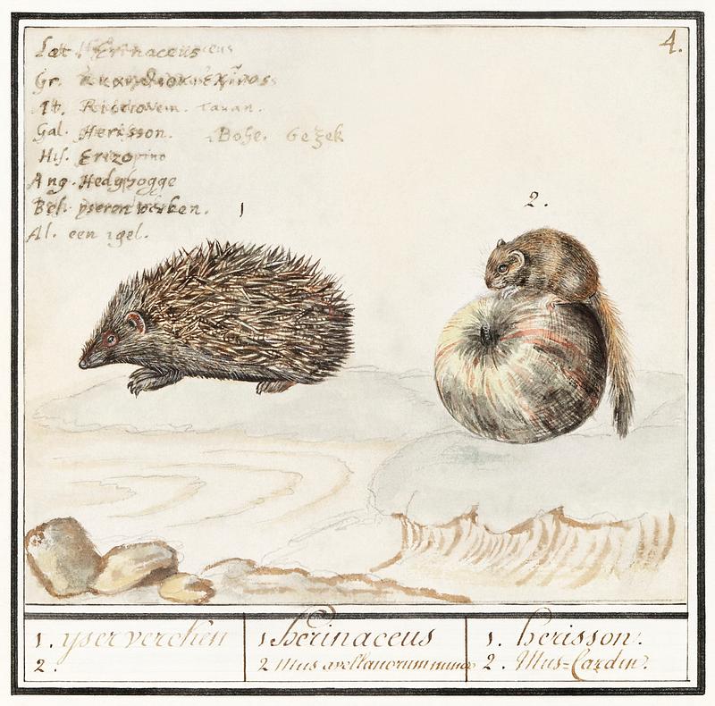 Hedgehog and a dormouse in vintage style Hedgehog, Erinaceus europaeus and a Hazel dormouse, Muscardinus avellanarius (1596–1610) by Anselmus Boëtius de…