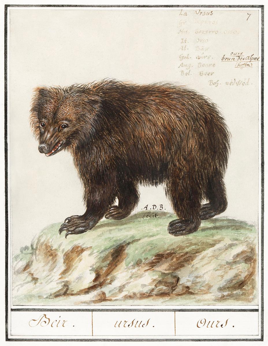 Grizzly bear in vintage style | Free public domain illustration European brown bear, Ursus arctos arctos (1596–1610) by Anselmus Boëtius de Boodt. Original from the Rijksmuseum.…