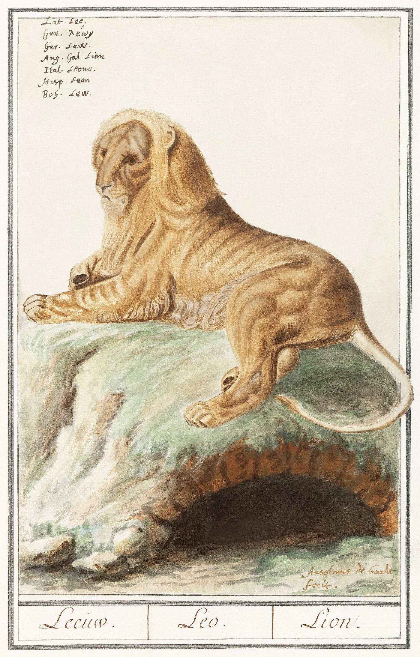 Lion, Panthera leo (1596–1610) by Anselmus Boëtius de Boodt. Original from the Rijksmuseum. Digitally enhanced by... Lion, Panthera leo (1596–1610) by Anselmus Boëtius de Boodt. Original from the Rijksmuseum. Digitally enhanced by...