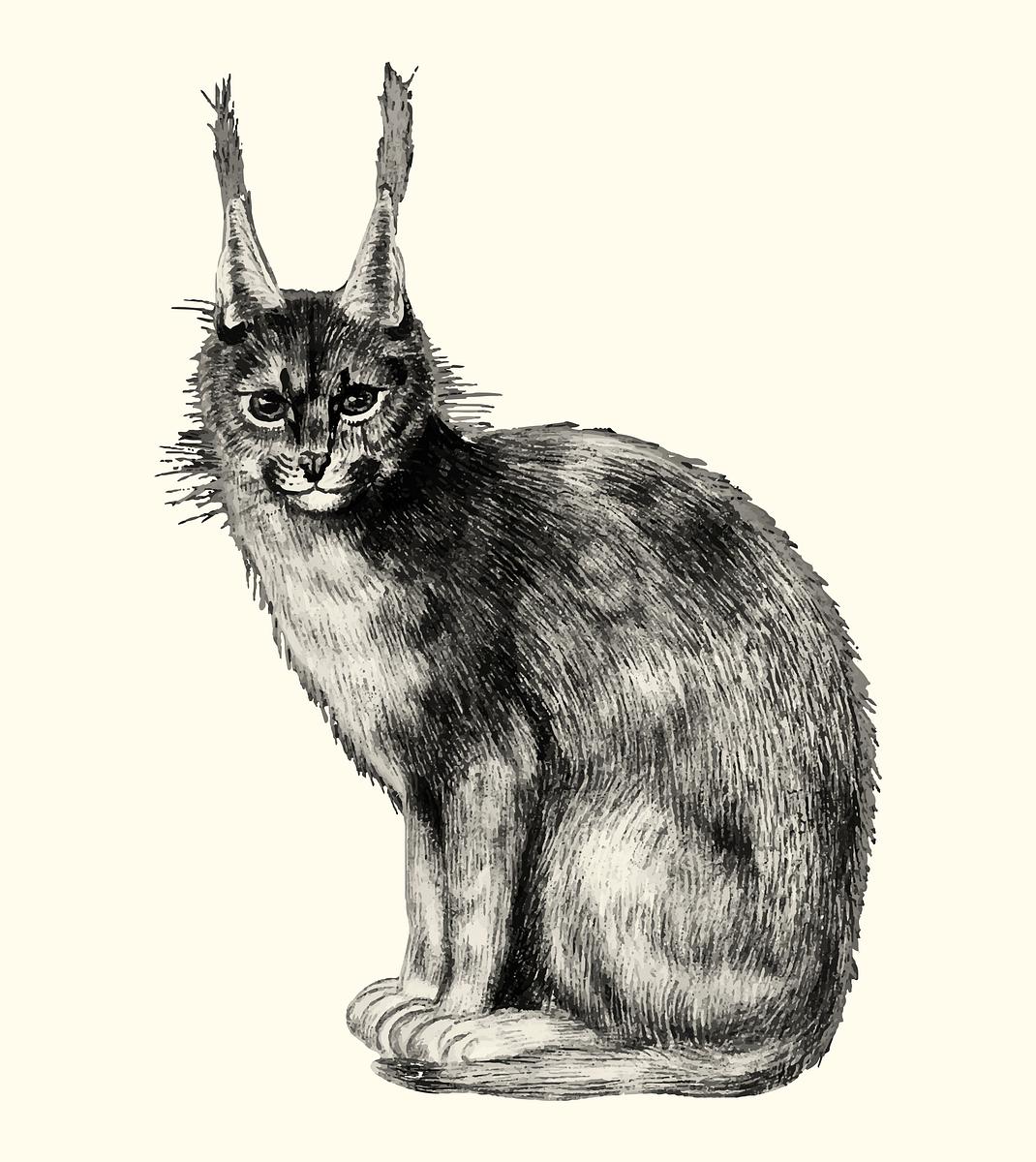 Vintage Cat Royalty Free Stock Illustrations Rawpixel Vintage Cat Royalty Free Stock Illustrations Rawpixel