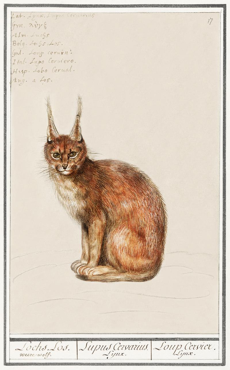 Lynx in vintage style Lynx, Lynx lynx (1596–1610) by Anselmus Boëtius de Boodt. Original from the Rijksmuseum. Digitally enhanced by…