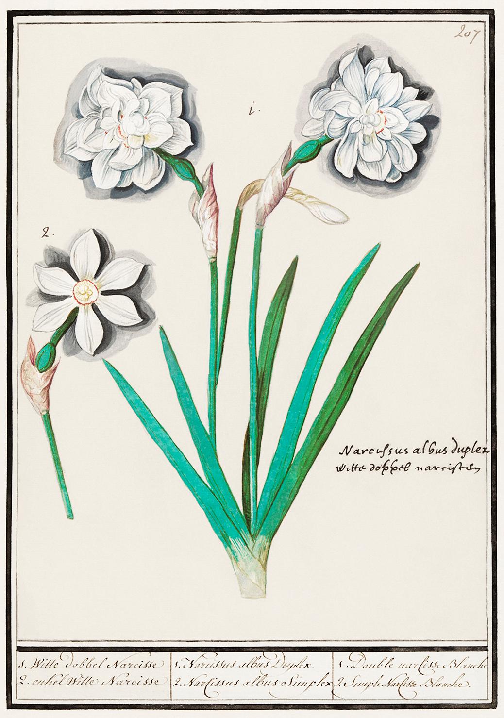 White daffodil, Narcissus (1596–1610) by Anselmus Boëtius de Boodt. Original from the Rijksmuseum. Digitally... White daffodil, Narcissus (1596–1610) by Anselmus Boëtius de Boodt. Original from the Rijksmuseum. Digitally...