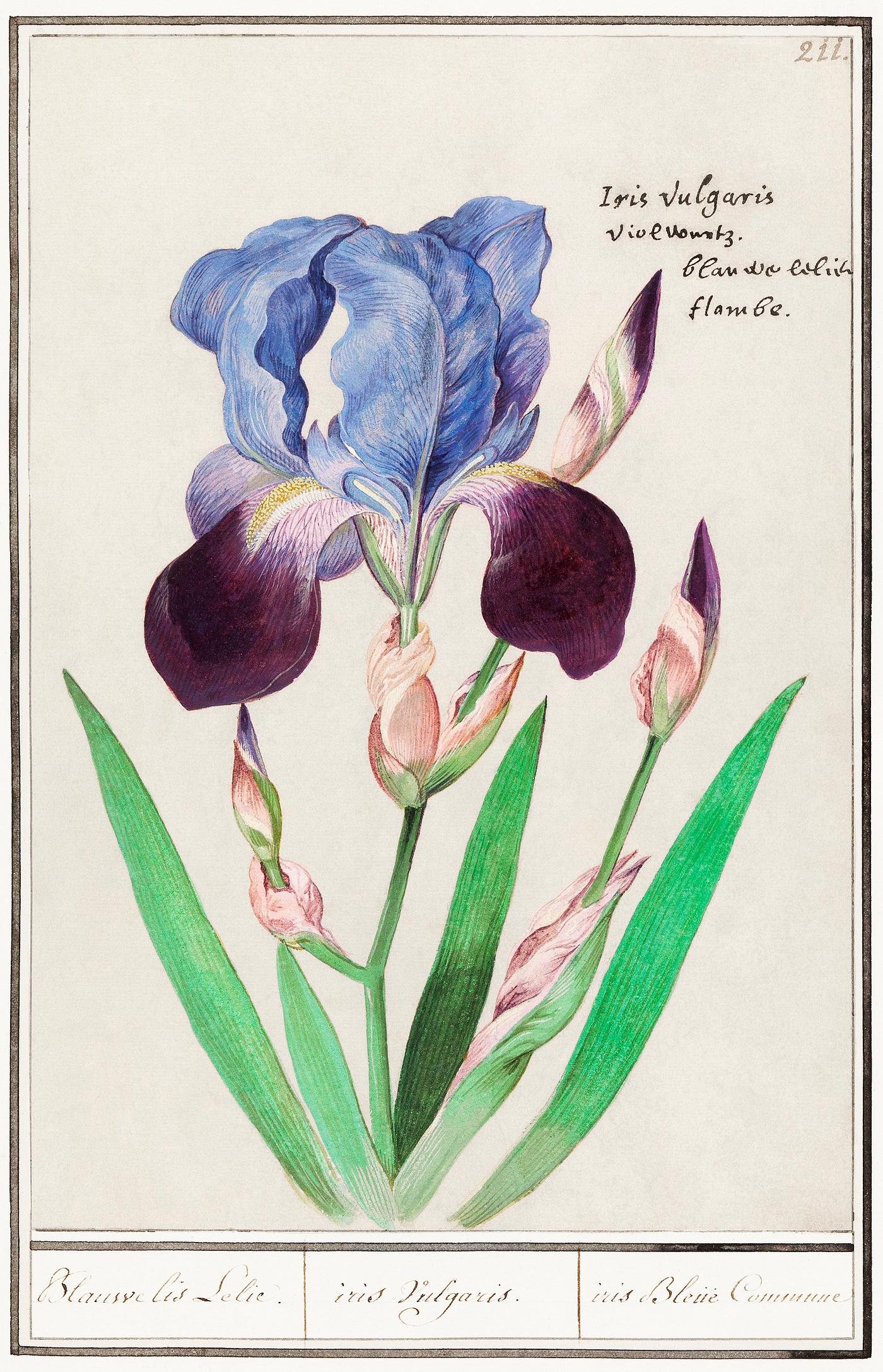 Purple iris in vintage style Purple iris (1596–1610) by Anselmus Boëtius de Boodt. Original from the Rijksmuseum. Digitally enhanced by...