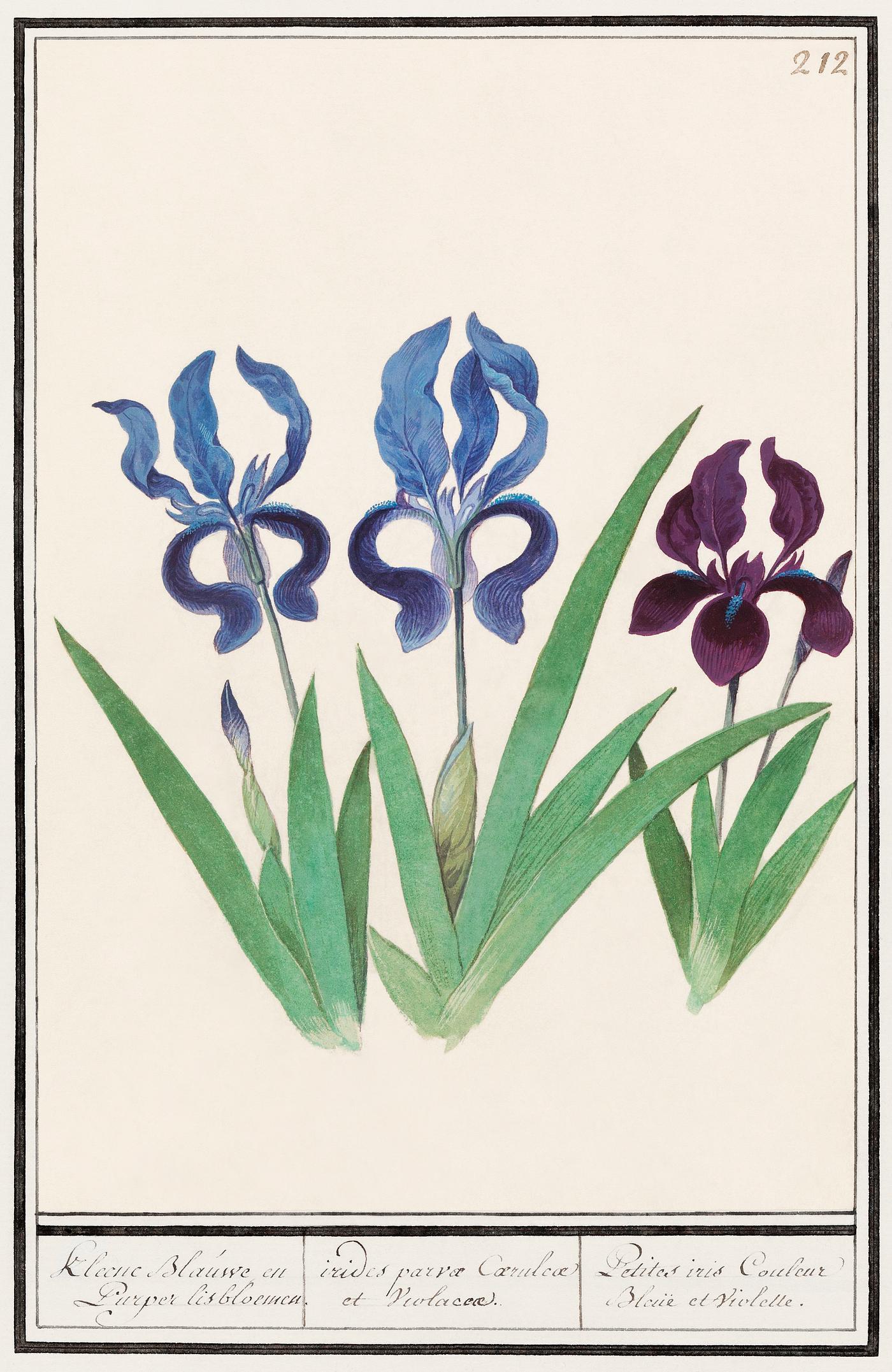 Purple iris vintage style Purple iris, Iris germanica (1596–1610) by Anselmus Boëtius de Boodt. Original from the Rijksmuseum. Digitally...