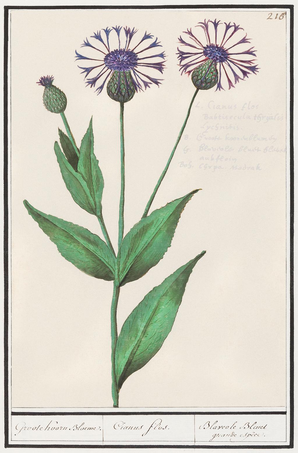 Large centaury, Centaurea scabiosa (1596–1610) by Anselmus Boëtius de Boodt. Original from the Rijksmuseum.... Large centaury, Centaurea scabiosa (1596–1610) by Anselmus Boëtius de Boodt. Original from the Rijksmuseum....