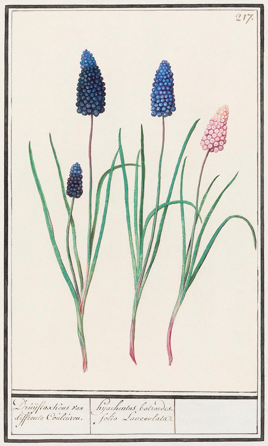Blue grapes, Muscari botryoides (1596–1610) by Anselmus Boëtius de Boodt. Original from the Rijksmuseum.... Blue grapes, Muscari botryoides (1596–1610) by Anselmus Boëtius de Boodt. Original from the Rijksmuseum....