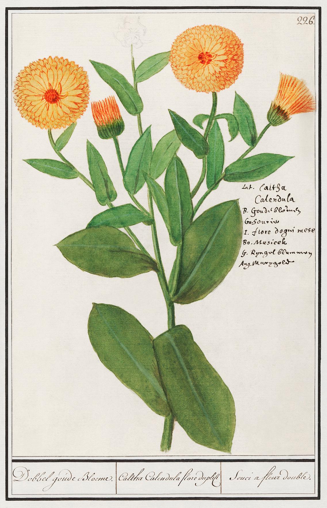 Marigold, Calendula officinalis (1596–1610) by Anselmus Boëtius de Boodt. Original from the Rijksmuseum.... Marigold, Calendula officinalis (1596–1610) by Anselmus Boëtius de Boodt. Original from the Rijksmuseum....