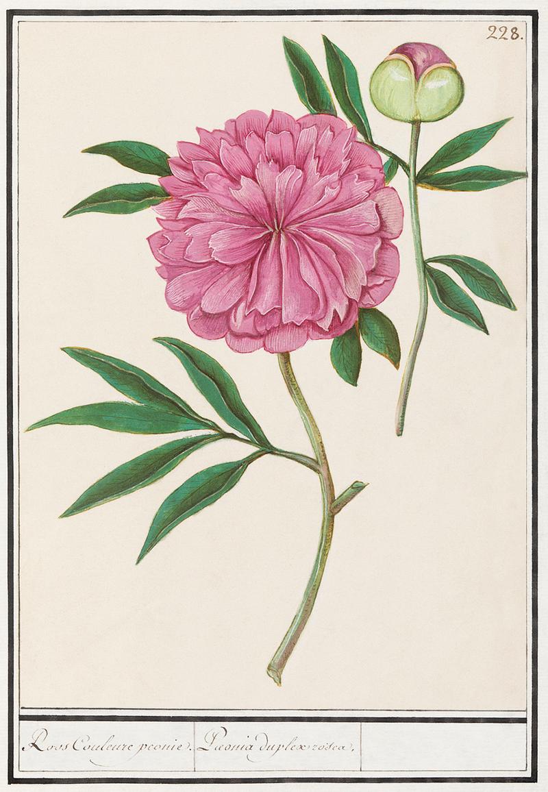 Peony in vintage style Peony, Paeonia (1596–1610) by Anselmus Boëtius de Boodt. Original from the Rijksmuseum. Digitally enhanced by…