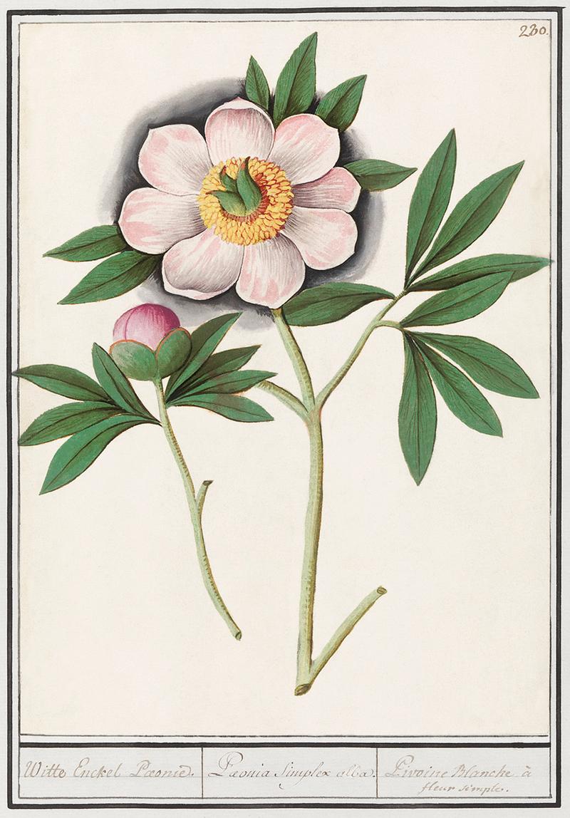 Peony in vintage style Peony, Paeonia (1596–1610) by Anselmus Boëtius de Boodt. Original from the Rijksmuseum. Digitally enhanced by…