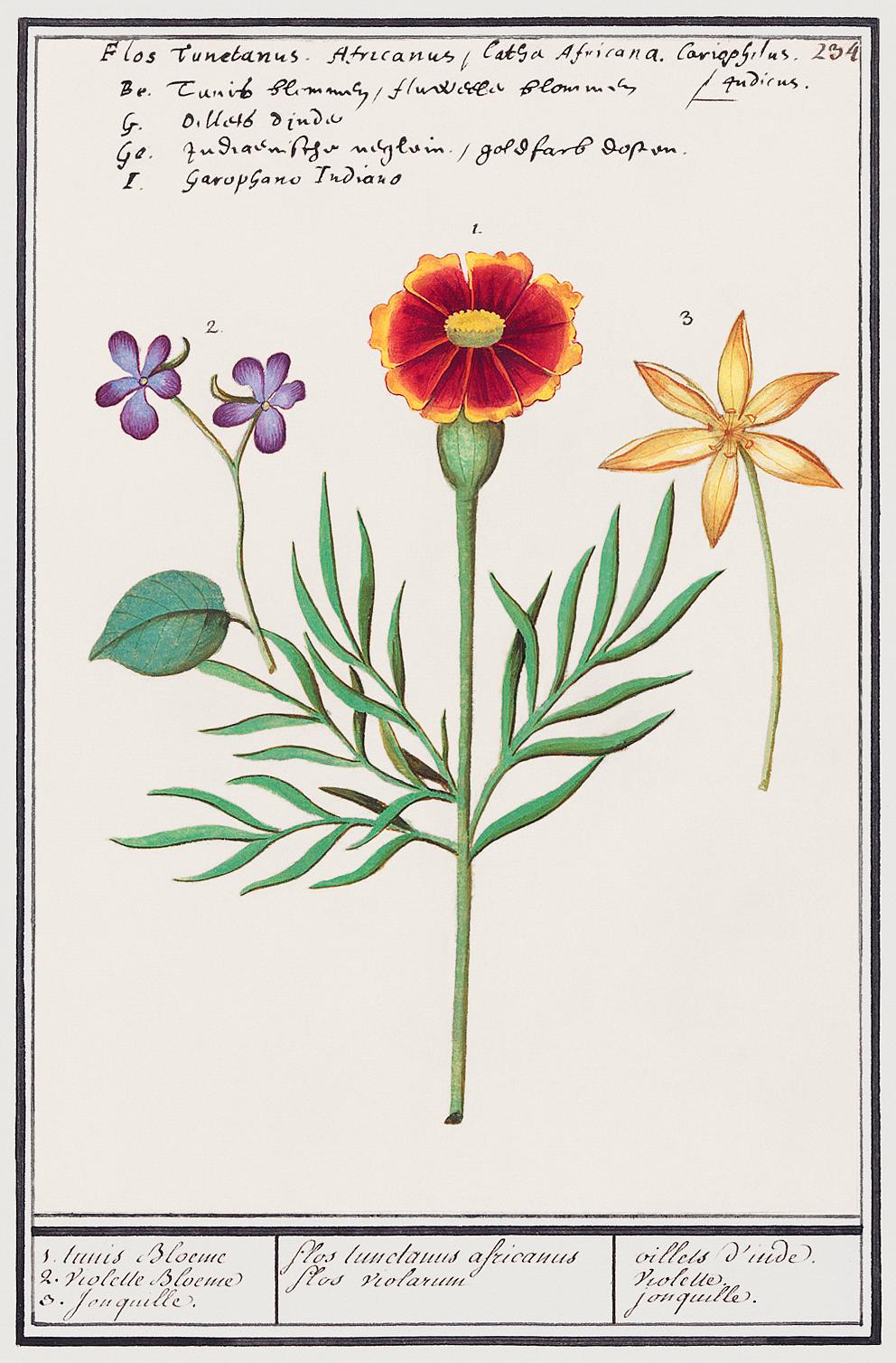 Tagetes, violet, Viola and daffodil, Narcissus (1596–1610) by Anselmus Boëtius de Boodt. Original from the... Tagetes, violet, Viola and daffodil, Narcissus (1596–1610) by Anselmus Boëtius de Boodt. Original from the...
