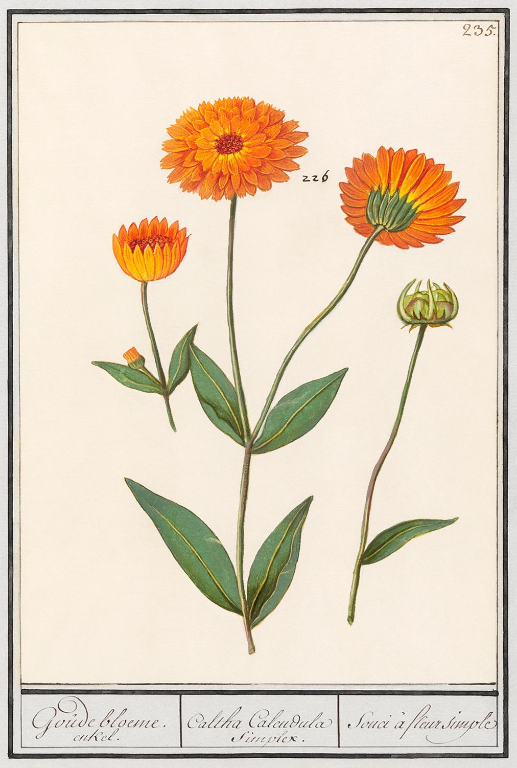 Marigold, Calendula (1596–1610) by Anselmus Boëtius de Boodt. Original from the Rijksmuseum. Digitally enhanced... Marigold, Calendula (1596–1610) by Anselmus Boëtius de Boodt. Original from the Rijksmuseum. Digitally enhanced...