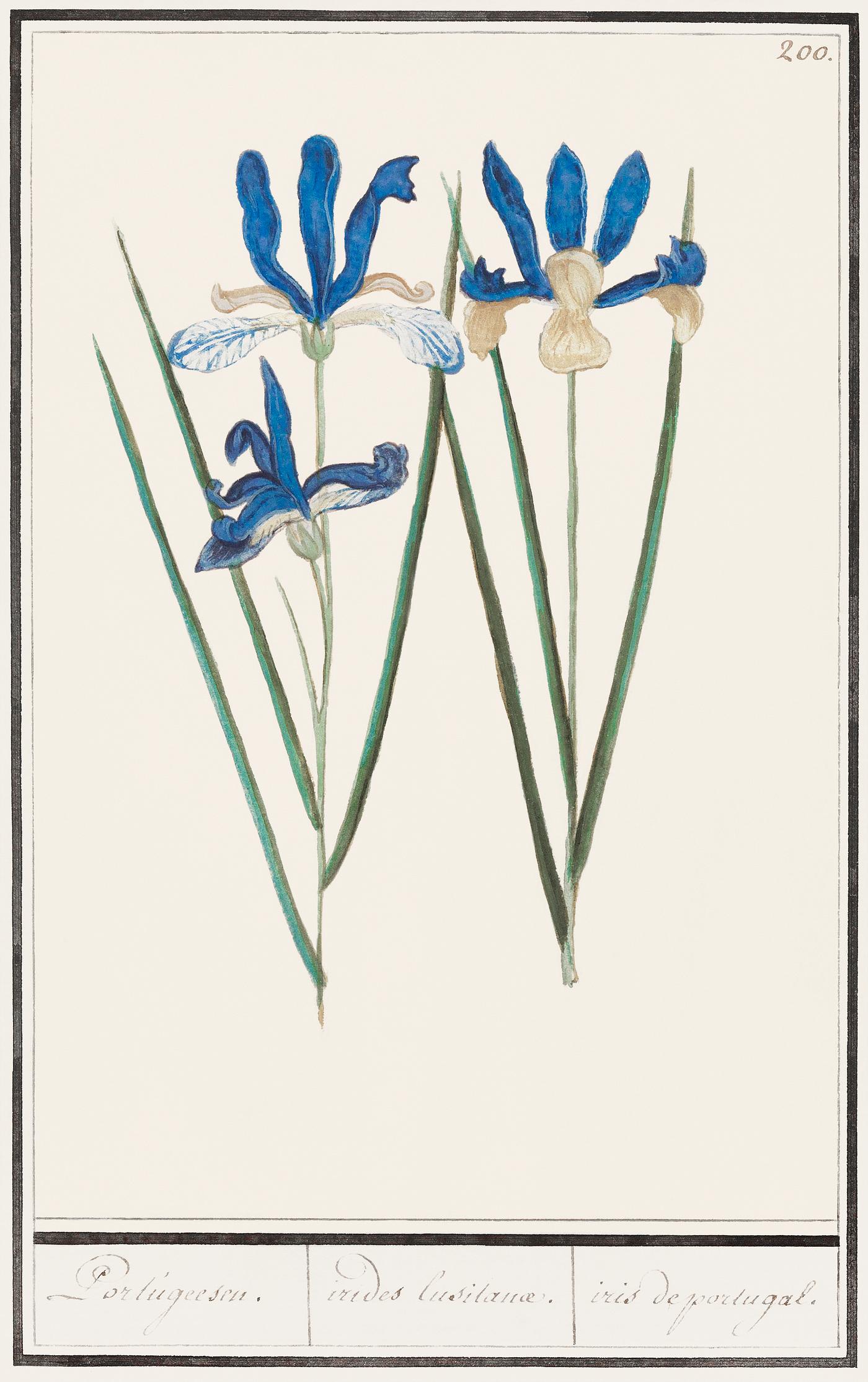 Blue iris, Iris sibirica (1596–1610) by Anselmus Boëtius de Boodt. Original from the Rijksmuseum. Digitally... Blue iris, Iris sibirica (1596–1610) by Anselmus Boëtius de Boodt. Original from the Rijksmuseum. Digitally...