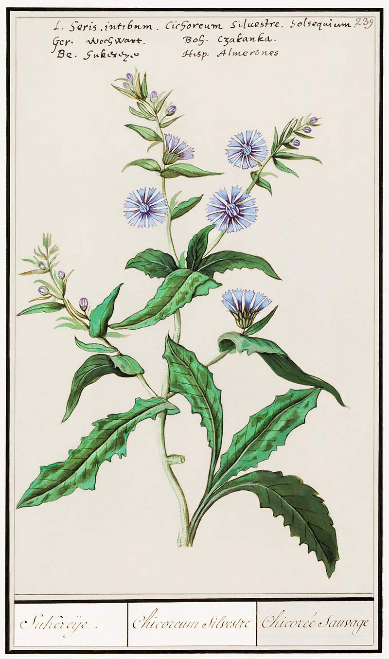 Chicory in vintage style | Free public domain illustration Wild chicory, Cichorium intybus (1596–1610) by Anselmus Boëtius de Boodt. Original from the Rijksmuseum. Digitally…