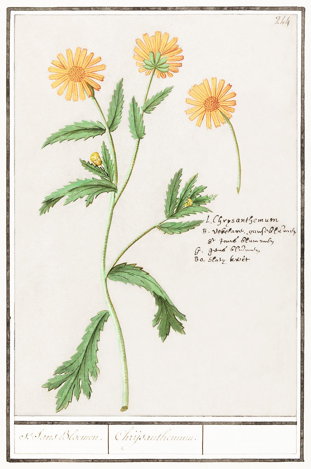 Chrysant, Chrysanthemum (1596–1610) by Anselmus Boëtius de Boodt. Original from the Rijksmuseum. Digitally... Chrysant, Chrysanthemum (1596–1610) by Anselmus Boëtius de Boodt. Original from the Rijksmuseum. Digitally...