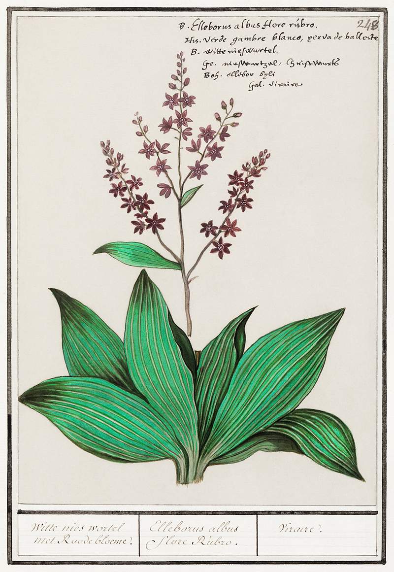 Black carrot flower | Free public domain illustration Black carrot, Veratrum nigrum (1596–1610) by Anselmus Boëtius de Boodt. Original from the Rijksmuseum. Digitally…