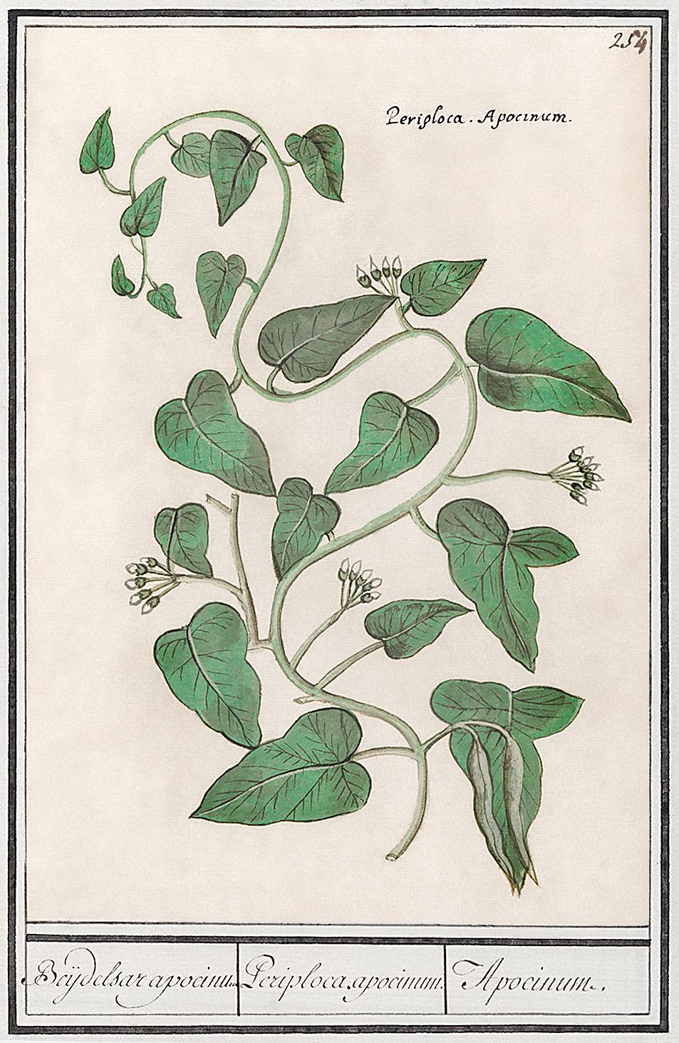 Apocynum (1596–1610) by Anselmus Boëtius de Boodt. Original from the Rijksmuseum. Digitally enhanced by rawpixel. Apocynum (1596–1610) by Anselmus Boëtius de Boodt. Original from the Rijksmuseum. Digitally enhanced by rawpixel.