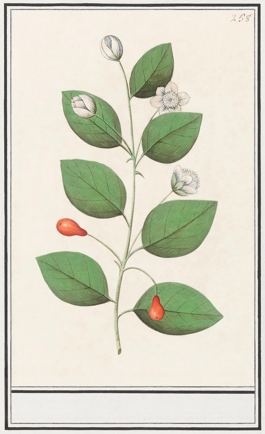 Myrtle family, Myrtaceae (1596–1610) by Anselmus Boëtius de Boodt. Original from the Rijksmuseum. Digitally... Myrtle family, Myrtaceae (1596–1610) by Anselmus Boëtius de Boodt. Original from the Rijksmuseum. Digitally...