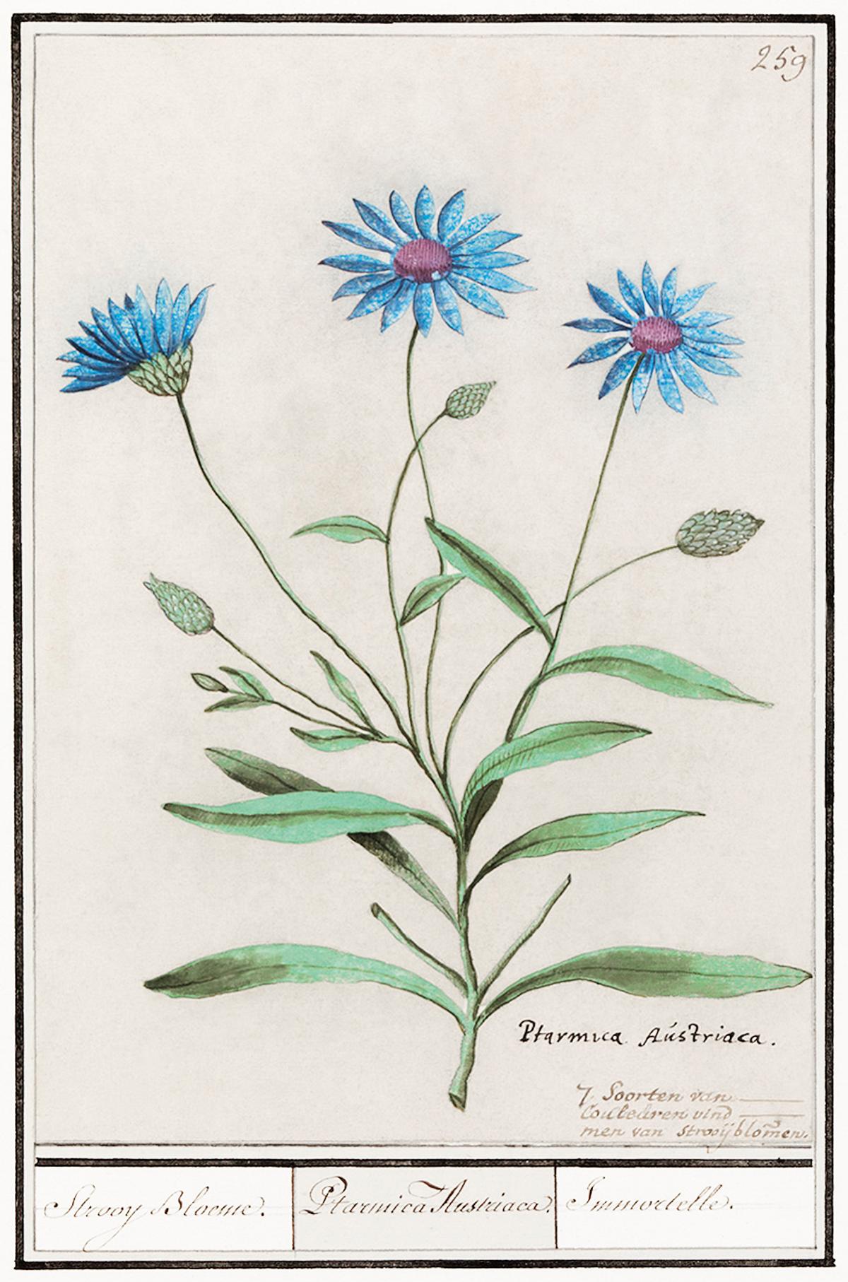 Blue straw flower, Catananche caurulea | Free Photo Illustration - rawpixel