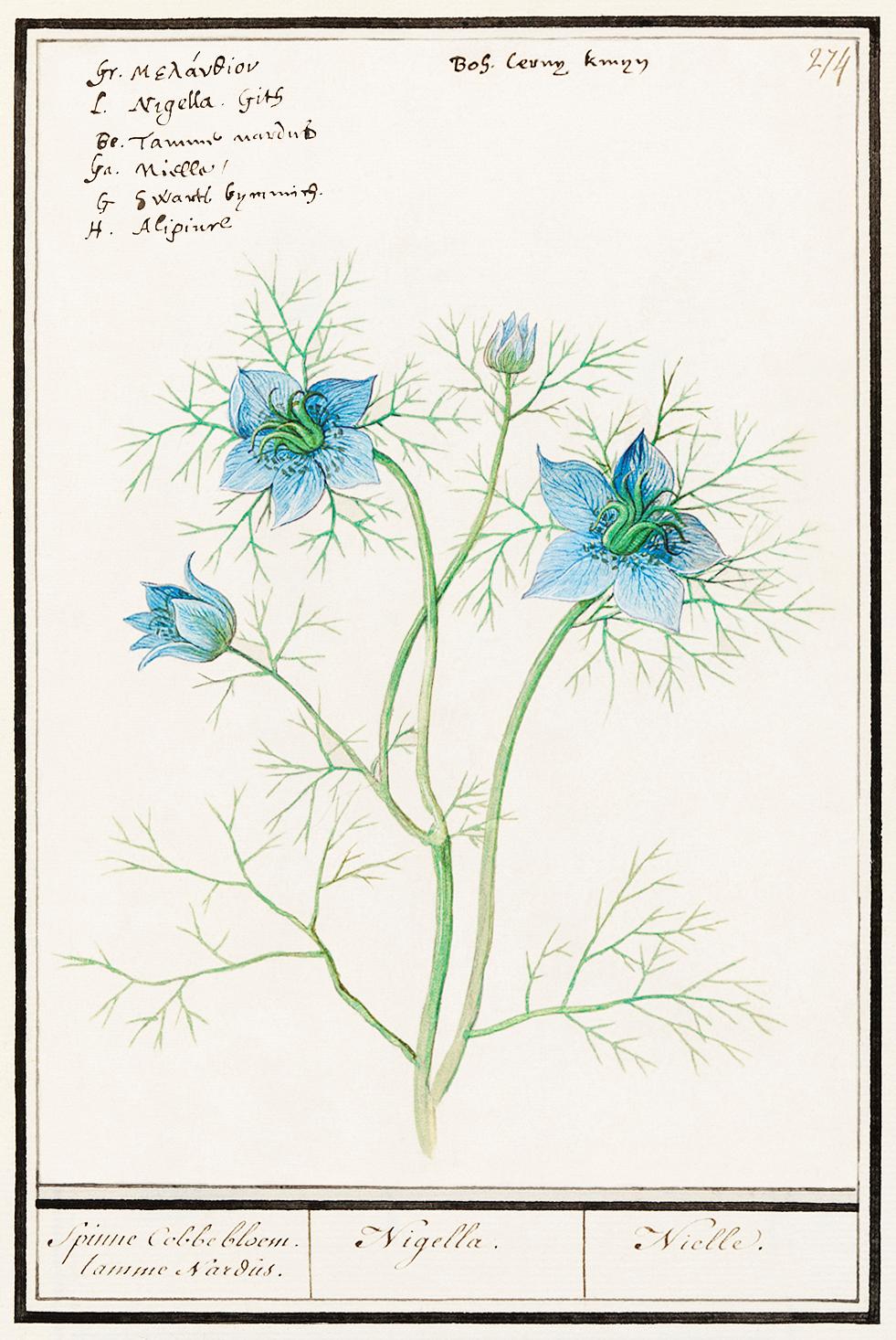 Damsel-in-the-green, Nigella damascena (1596–1610) by Anselmus Boëtius de Boodt. Original from the Rijksmuseum.... Damsel-in-the-green, Nigella damascena (1596–1610) by Anselmus Boëtius de Boodt. Original from the Rijksmuseum....