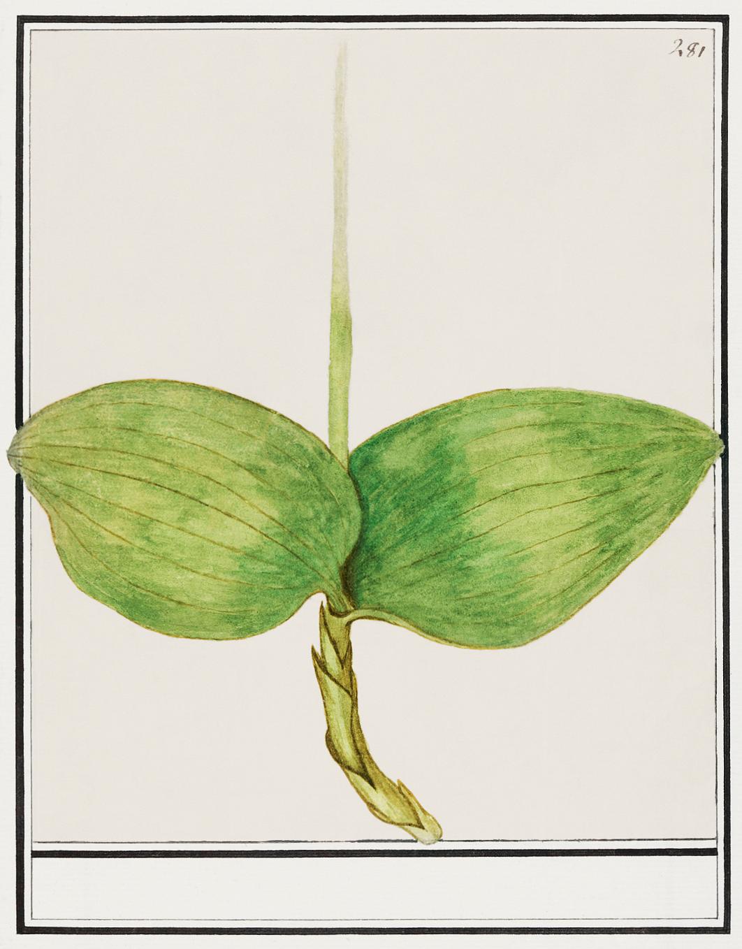 Unknown plant (1596–1610) by Anselmus Boëtius de Boodt. Original from the Rijksmuseum. Digitally enhanced by... Unknown plant (1596–1610) by Anselmus Boëtius de Boodt. Original from the Rijksmuseum. Digitally enhanced by...