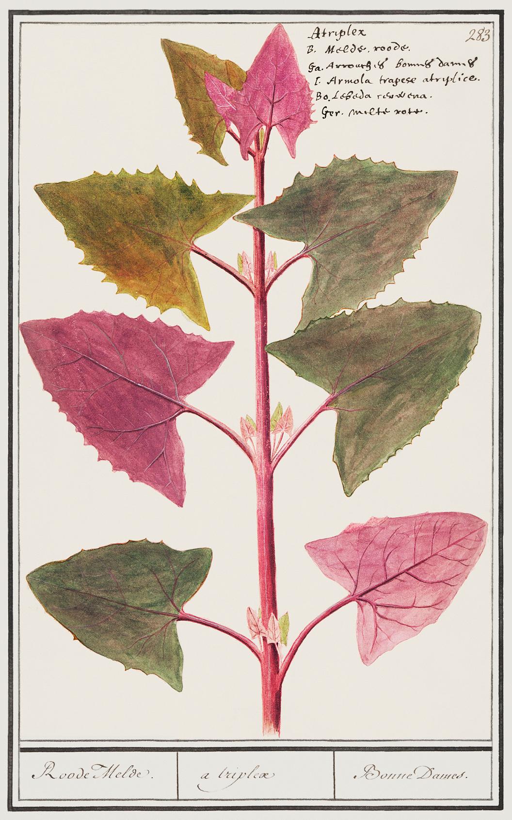 Garden mead, Atriplex hortensis (1596–1610) by Anselmus Boëtius de Boodt. Original from the Rijksmuseum.... Garden mead, Atriplex hortensis (1596–1610) by Anselmus Boëtius de Boodt. Original from the Rijksmuseum....