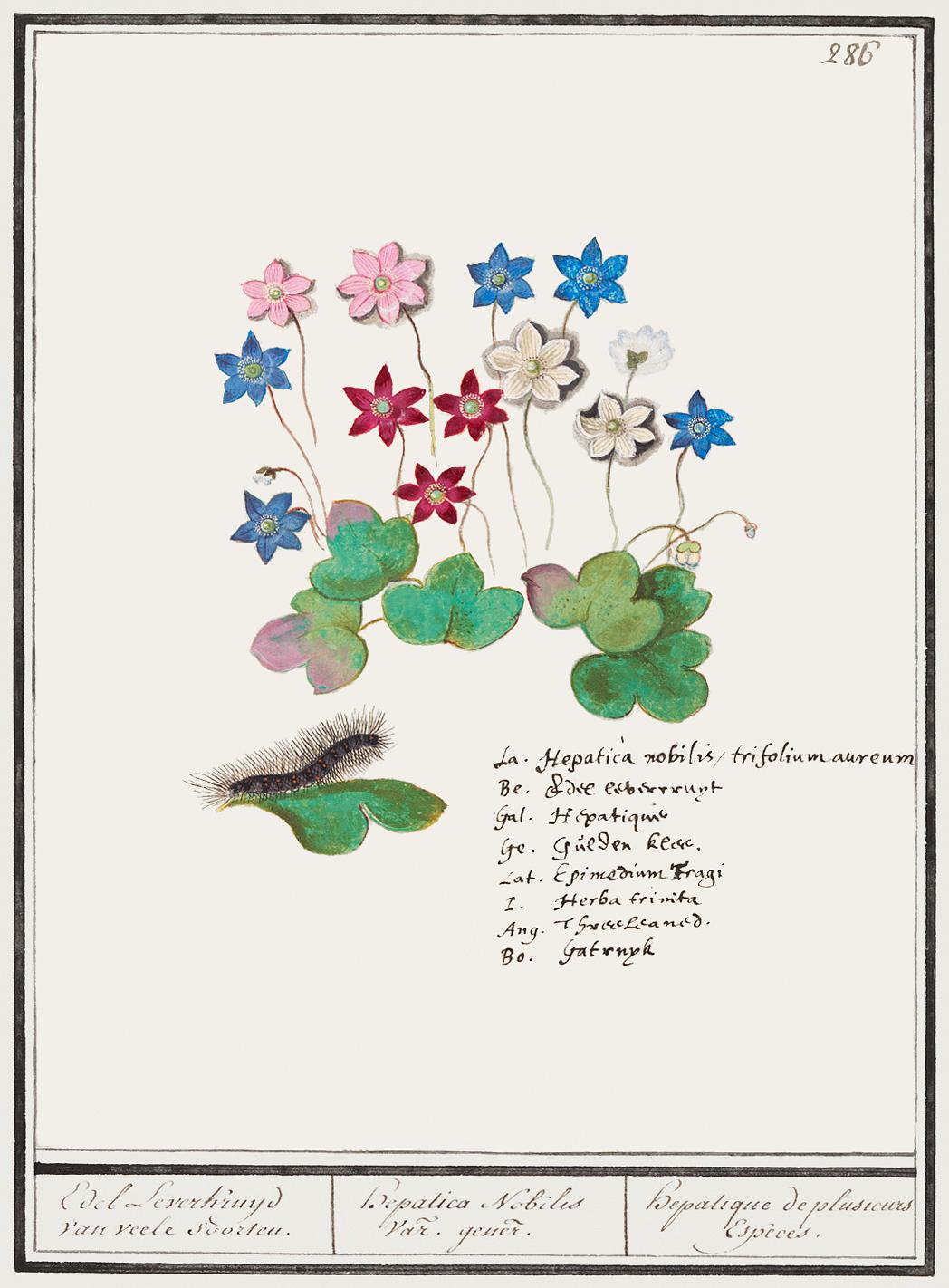 Liverflower, Anemone hepatica (1596–1610) by Anselmus Boëtius de Boodt. Original from the Rijksmuseum. Digitally... Liverflower, Anemone hepatica (1596–1610) by Anselmus Boëtius de Boodt. Original from the Rijksmuseum. Digitally...