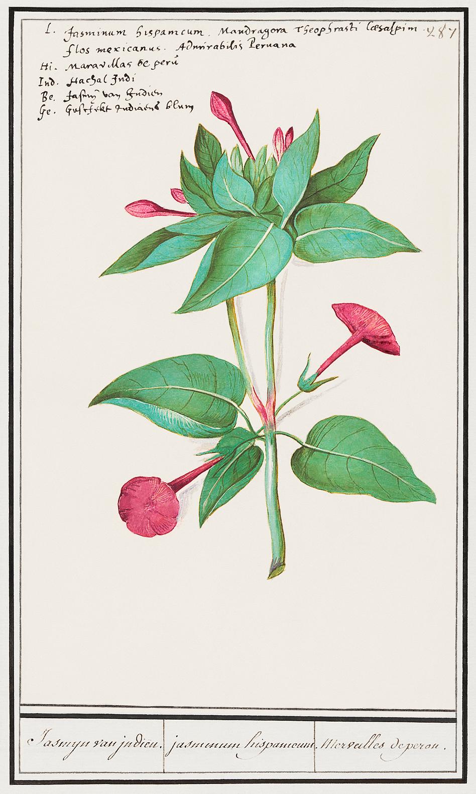 Beautiful, MIrabilis jalapa (1596–1610) by Anselmus Boëtius de Boodt. Original from the Rijksmuseum. Digitally... Beautiful, MIrabilis jalapa (1596–1610) by Anselmus Boëtius de Boodt. Original from the Rijksmuseum. Digitally...