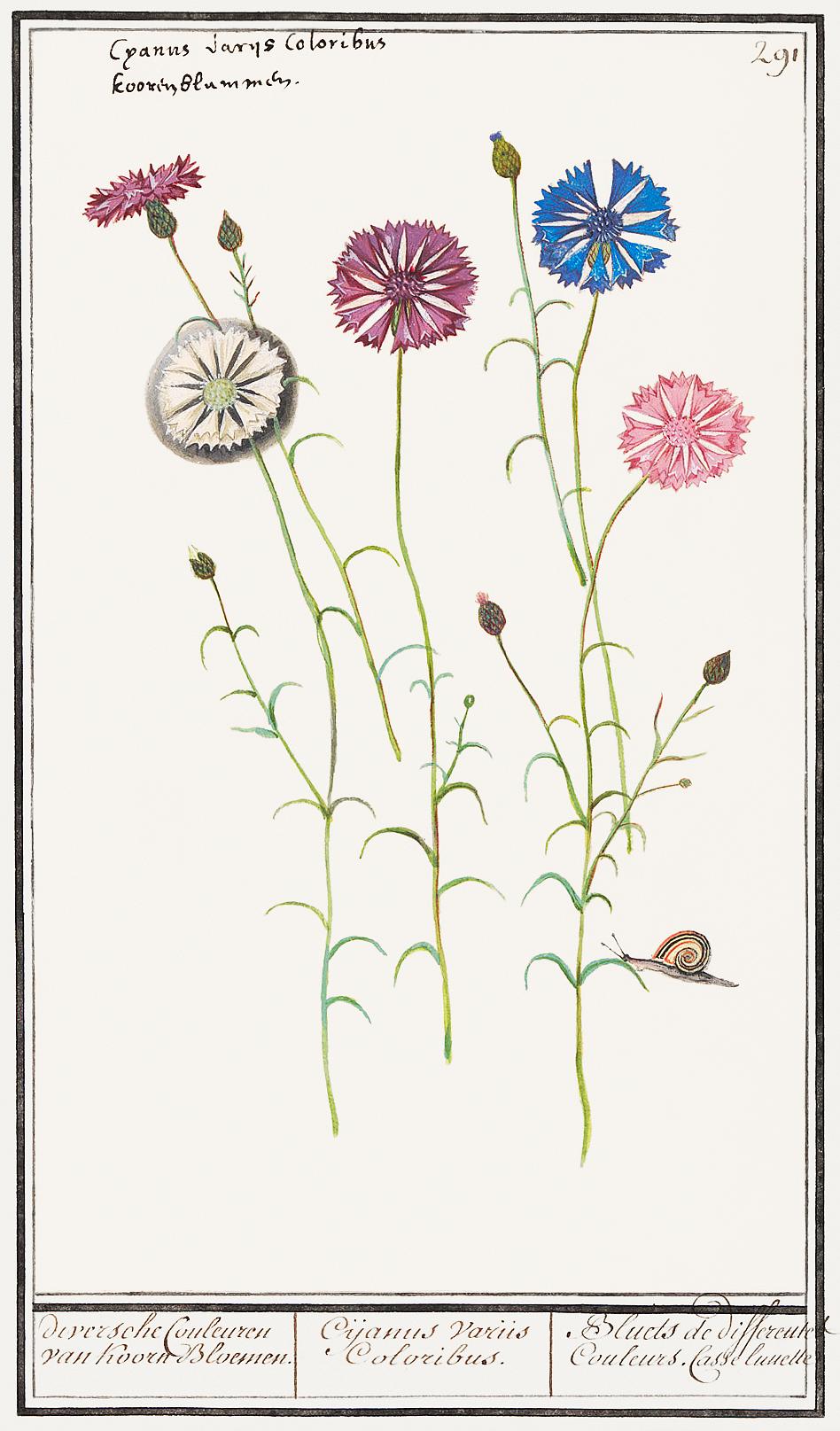 Cornflower, Centaurea cyanus (1596–1610) by Anselmus Boëtius de Boodt. Original from the Rijksmuseum. Digitally... Cornflower, Centaurea cyanus (1596–1610) by Anselmus Boëtius de Boodt. Original from the Rijksmuseum. Digitally...