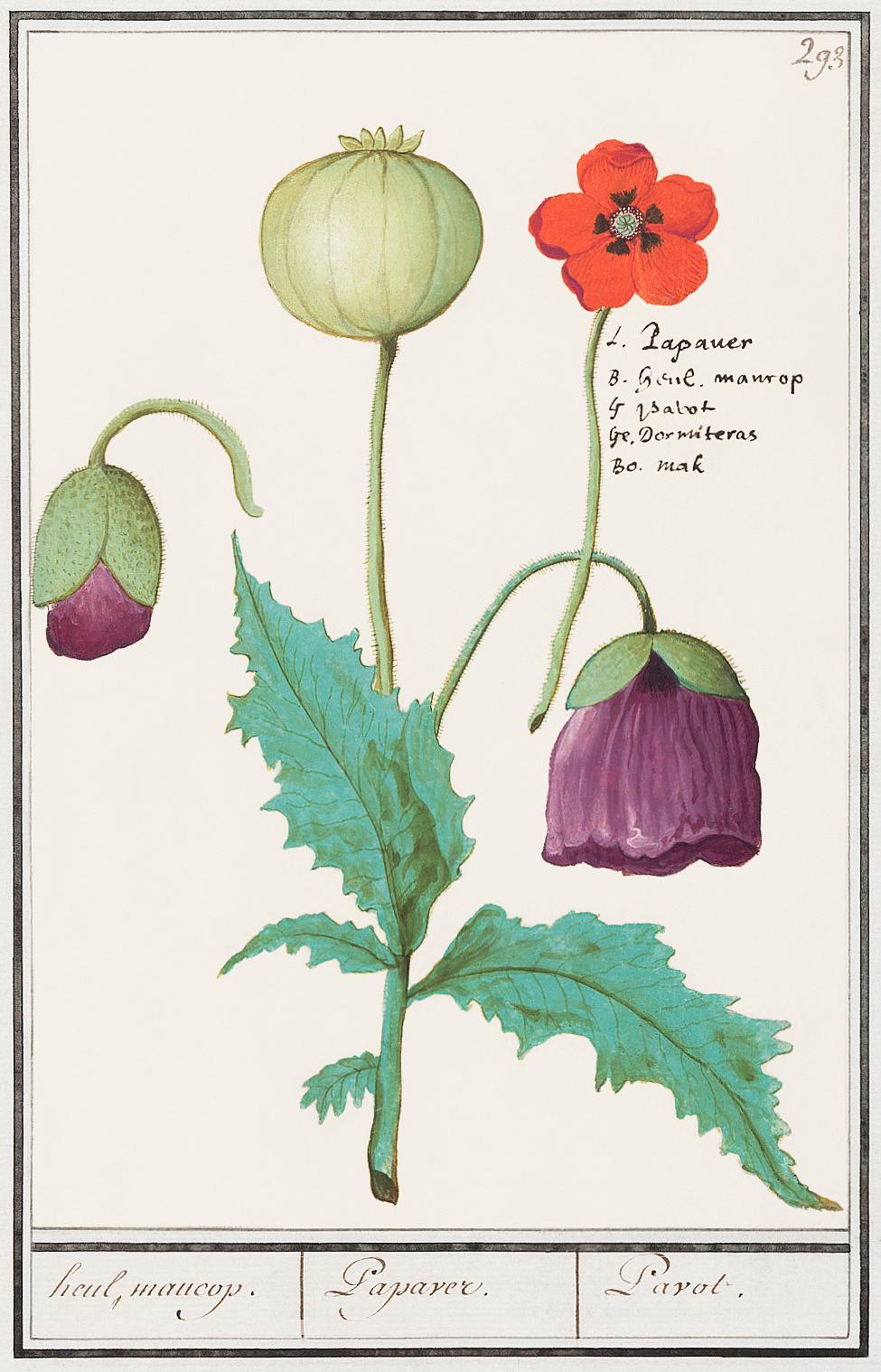 Poppy, Papaver (1596–1610) by Anselmus Boëtius de Boodt. Original from the Rijksmuseum. Digitally enhanced by... Poppy, Papaver (1596–1610) by Anselmus Boëtius de Boodt. Original from the Rijksmuseum. Digitally enhanced by...