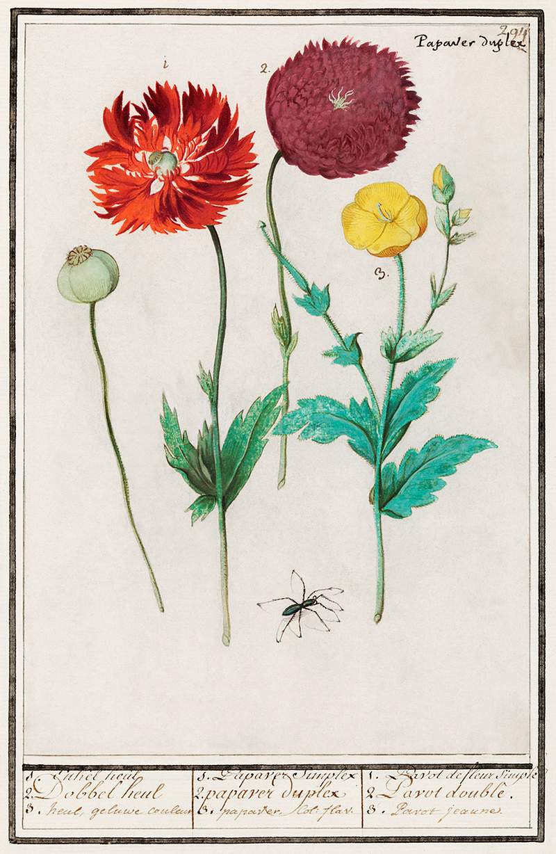 Poppy in vintage style | Free public domain illustration Poppy, Papaver (1596–1610) by Anselmus Boëtius de Boodt. Original from the Rijksmuseum. Digitally enhanced by…