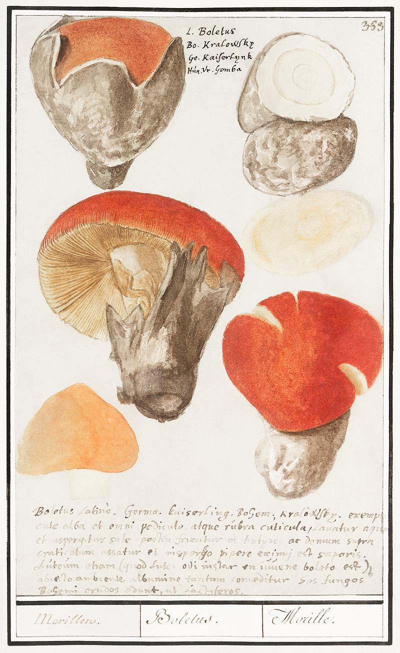 Mushroom variety in vintage style | Free public domain illustration Boleten, Boletales (1596–1610) by Anselmus Boëtius de Boodt. Original from the Rijksmuseum. Digitally enhanced by…