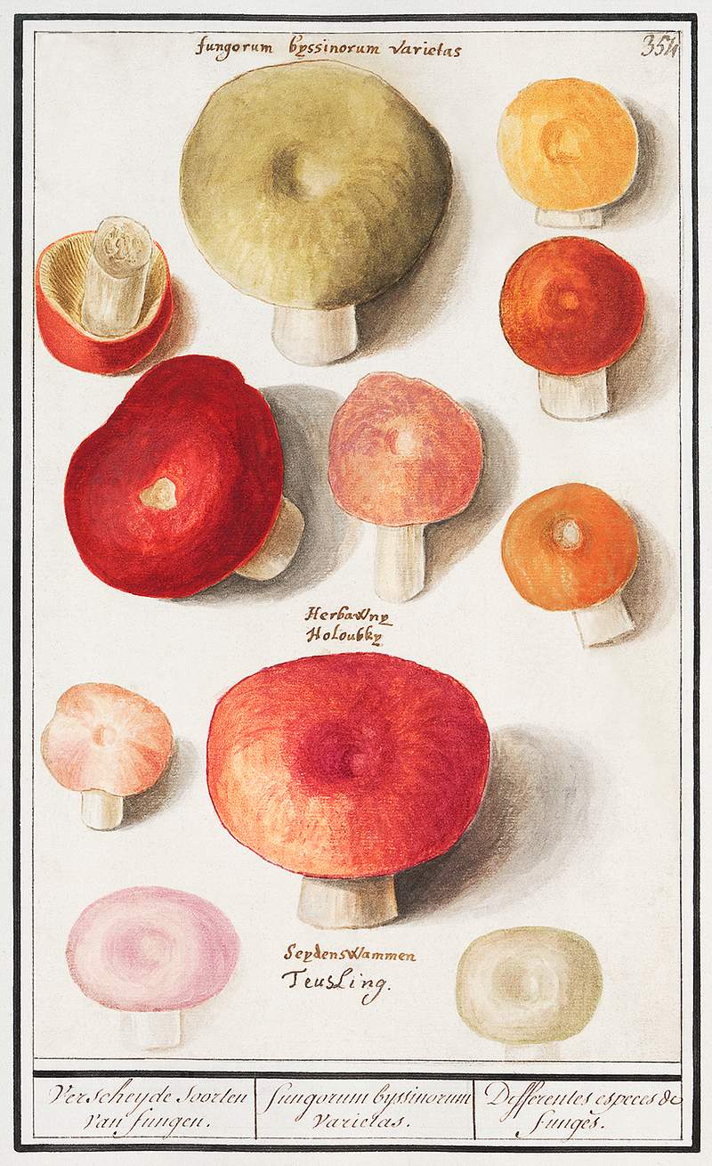 Mushrooms in vintage style | Free public domain illustration Boleten, Boletales (1596–1610) by Anselmus Boëtius de Boodt. Original from the Rijksmuseum. Digitally enhanced by…