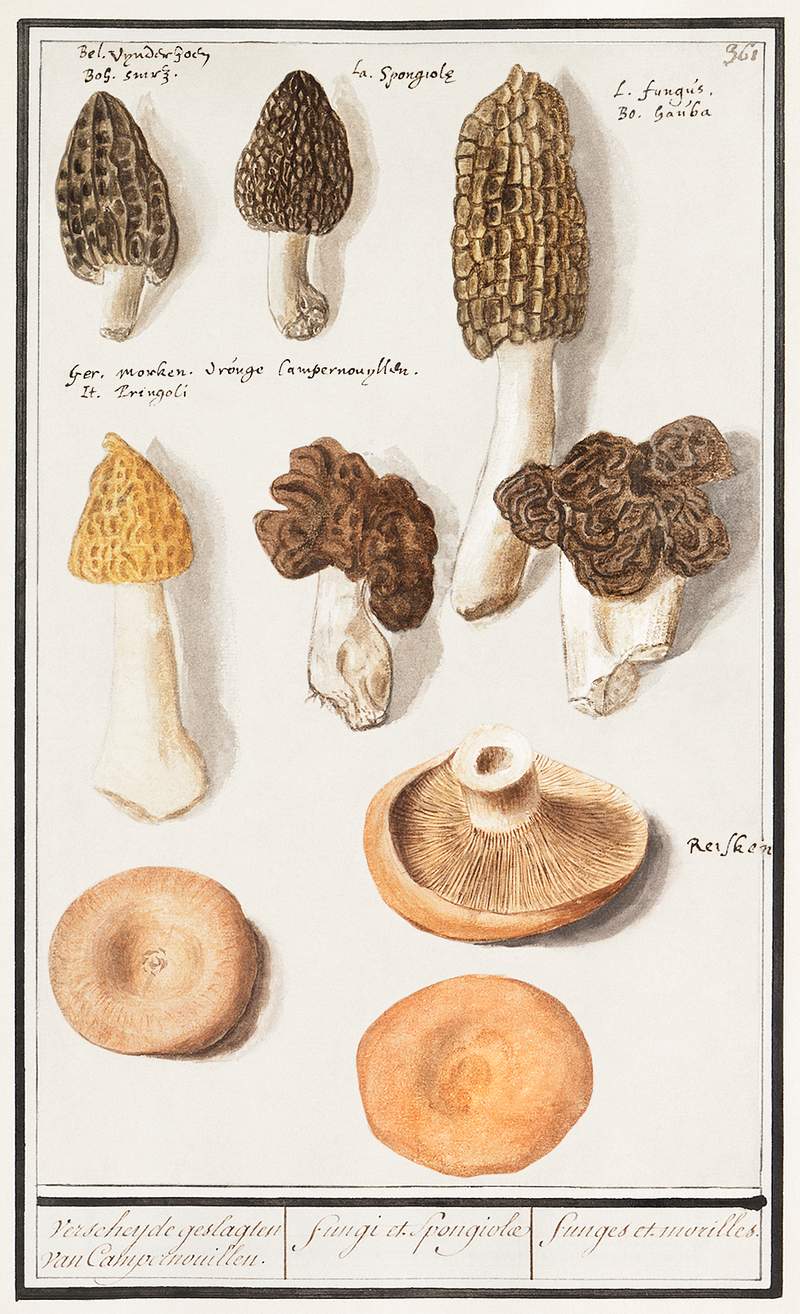 Mushrooms in vintage style | Free public domain illustration Morels, Morchella (1596–1610) by Anselmus Boëtius de Boodt. Original from the Rijksmuseum. Digitally enhanced by…