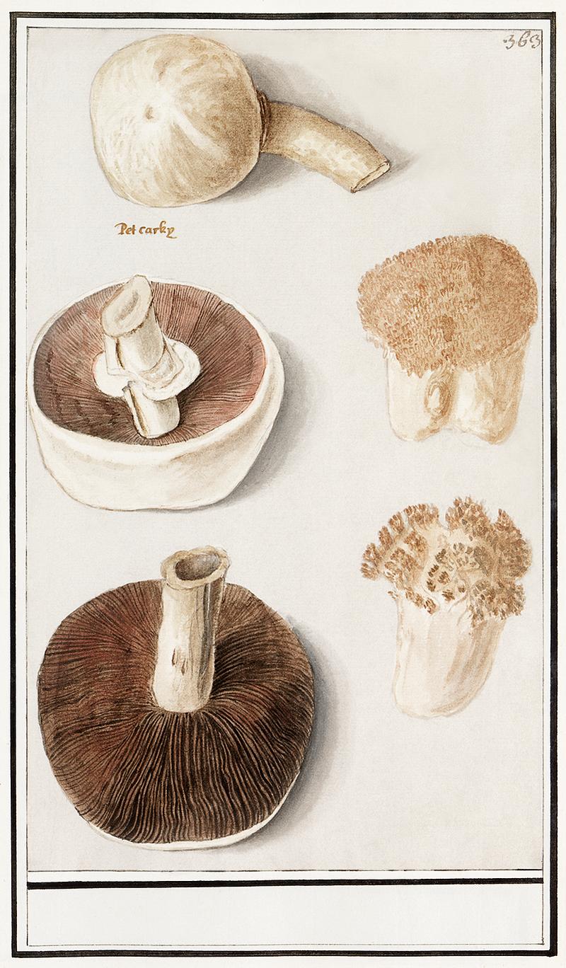 Mushrooms in vintage style Common meadow mushroom, Agaricus campestris (1596–1610) by Anselmus Boëtius de Boodt. Original from the…