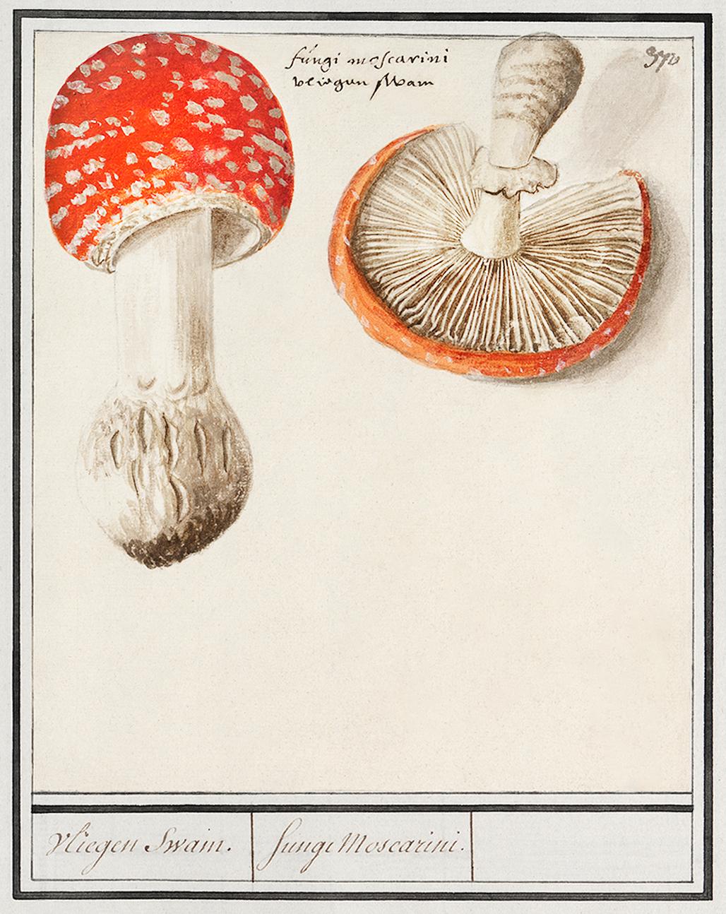 Fly agaric, Amanita muscaria (1596–1610) by Anselmus Boëtius de Boodt. Original from the Rijksmuseum. Digitally... Fly agaric, Amanita muscaria (1596–1610) by Anselmus Boëtius de Boodt. Original from the Rijksmuseum. Digitally...