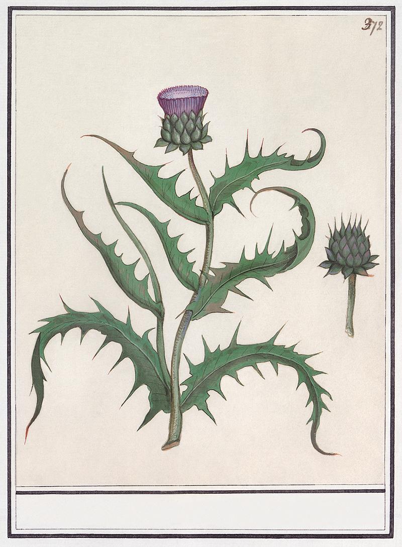 Artichoke flower in vintage style Artichoke, Cyanara scolymus (1596–1610) by Anselmus Boëtius de Boodt. Original from the Rijksmuseum. Digitally…