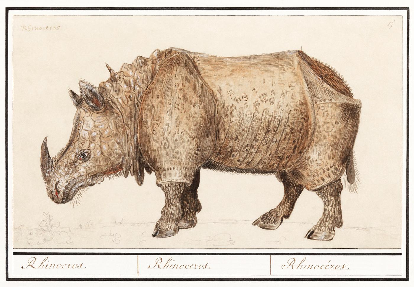 Indian rhinoceros, Rhinoceros unicornis (1596–1610) by Anselmus Boëtius de Boodt. Original from the Rijksmuseum.... Indian rhinoceros, Rhinoceros unicornis (1596–1610) by Anselmus Boëtius de Boodt. Original from the Rijksmuseum....