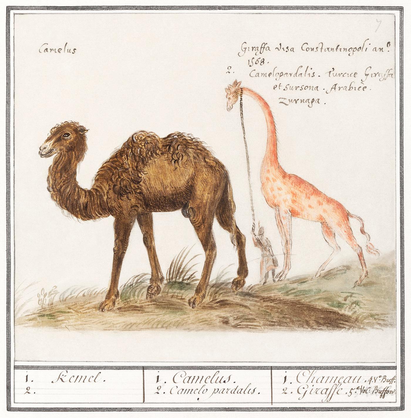 Camel, Camelus ferus bactrianus and Giraffe, Giraffa (1596–1610) by Anselmus Boëtius de Boodt. Original from the... Camel, Camelus ferus bactrianus and Giraffe, Giraffa (1596–1610) by Anselmus Boëtius de Boodt. Original from the...