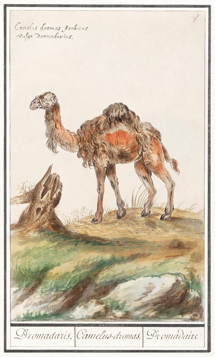 Dromedary in vintage style | Free public domain illustration Dromedary, Camelus dromedarius (1596–1610) by Anselmus Boëtius de Boodt. Original from the Rijksmuseum. Digitally…