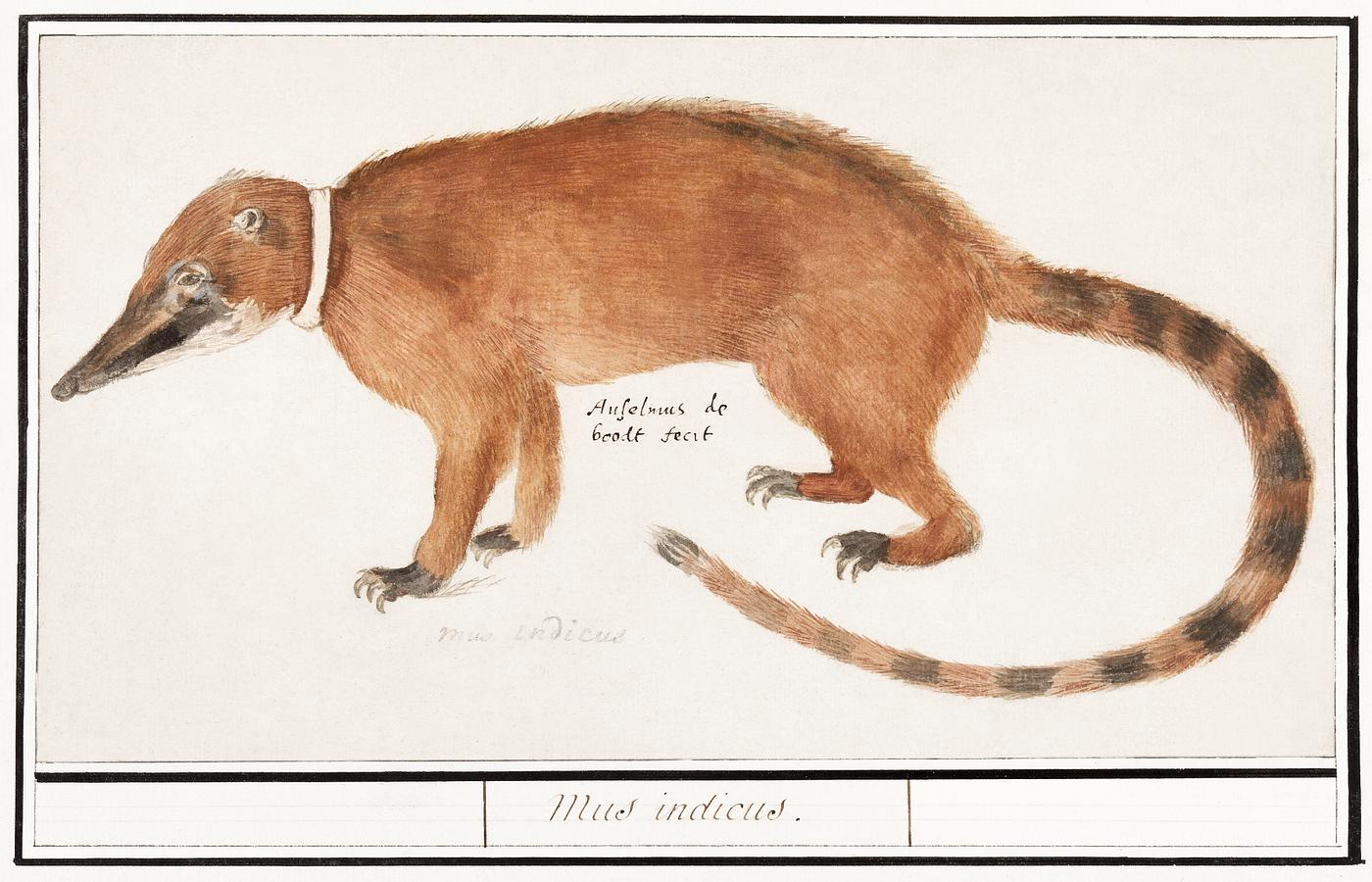 Red nose bear or coatimundi, Nasua nasua (1596–1610) by Anselmus Boëtius de Boodt. Original from the Rijksmuseum... Red nose bear or coatimundi, Nasua nasua (1596–1610) by Anselmus Boëtius de Boodt. Original from the Rijksmuseum...