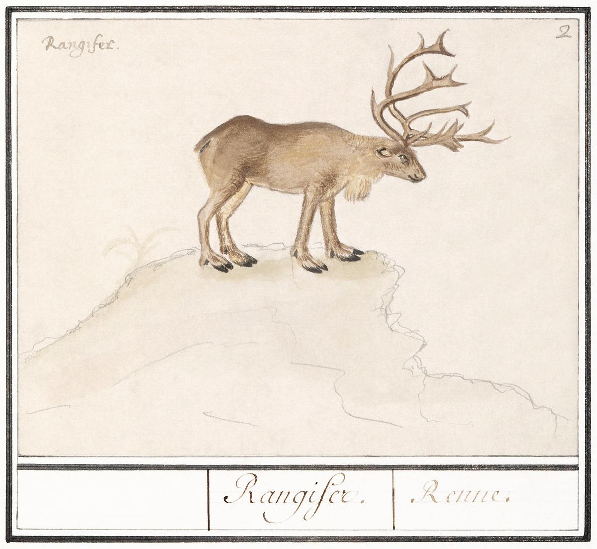Reindeer in vintage style | Free public domain illustration Reindeer, Rangifer tarandus (1596–1610) by Anselmus Boëtius de Boodt. Original from the Rijksmuseum. Digitally…