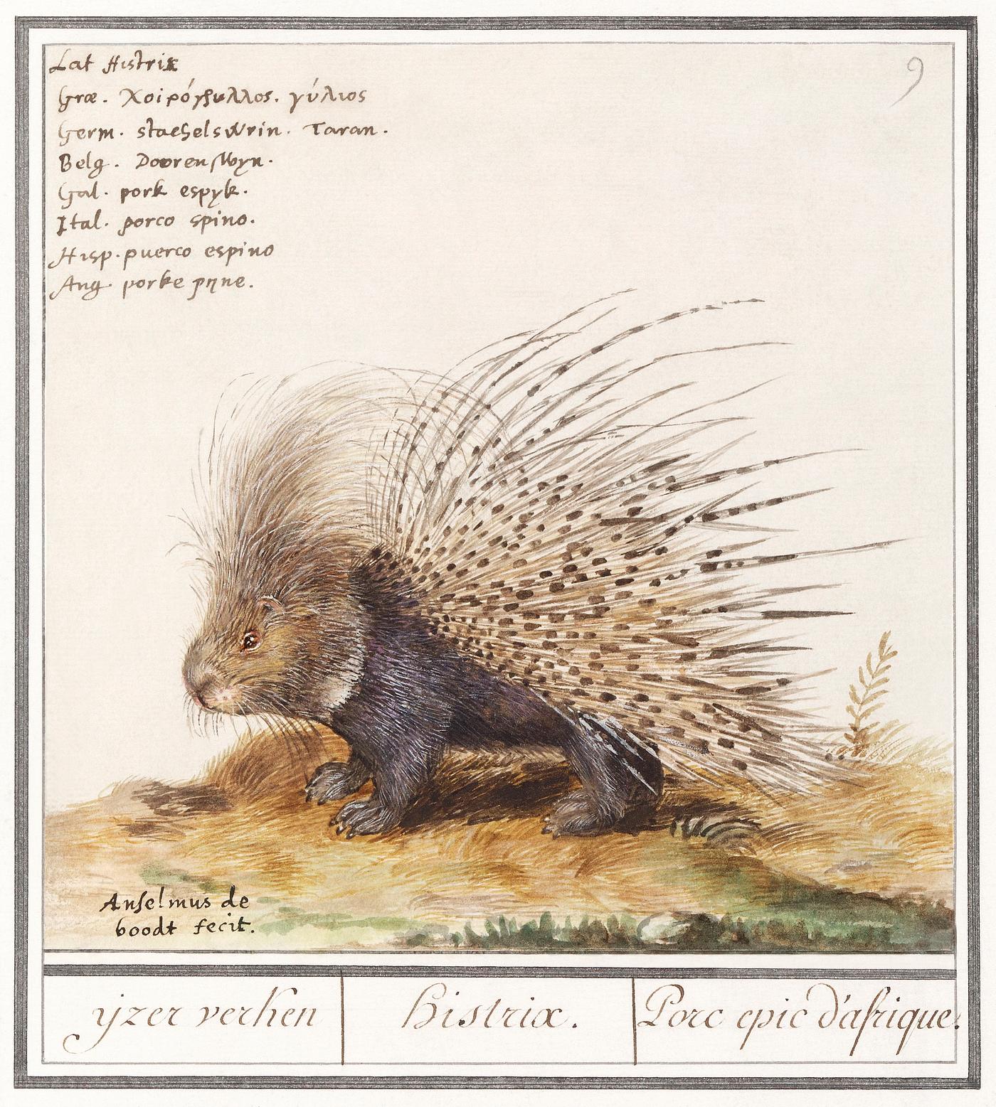 Crested Porcupine, Hystrix cristata (1596–1610) by Anselmus Boëtius de Boodt. Original from the Rijksmuseum.... Crested Porcupine, Hystrix cristata (1596–1610) by Anselmus Boëtius de Boodt. Original from the Rijksmuseum....