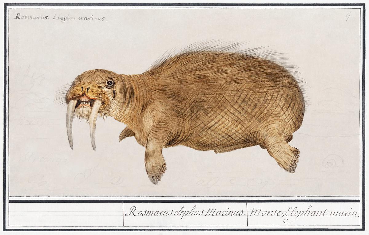 Walrus in vintage style | Free public domain illustration Walrus, Odobenus rosmarus (1596–1610) by Anselmus Boëtius de Boodt. Original from the Rijksmuseum. Digitally…